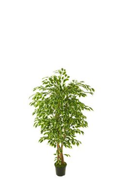 Árbol Ficus Hawai 120cm Bicolor