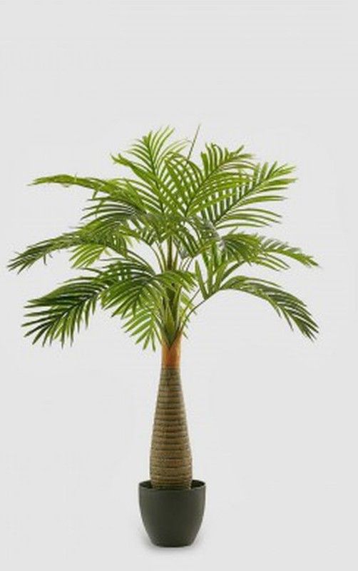 Areca Chic Palma con Maceta, 120cm