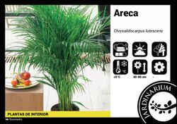 Areca (dypsis)  c-17 / 95 altura