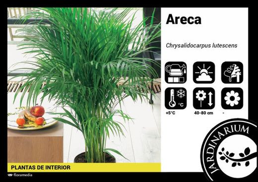 Areca  ( dypsis ) c-24/180  cm altura