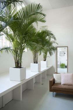Areca  ( dypsis ) c-24/180  cm altura