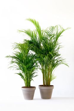 Areca  ( dypsis ) c-24/180  cm altura