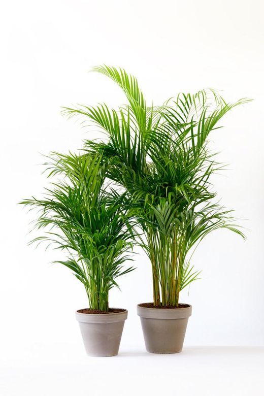 Areca  ( dypsis ) c-24/180  cm altura