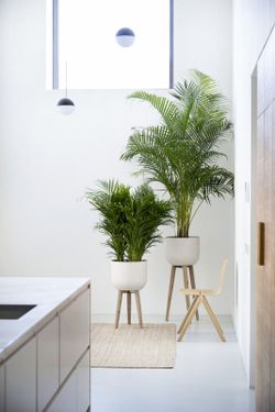 Areca  ( dypsis ) c-24/180  cm altura