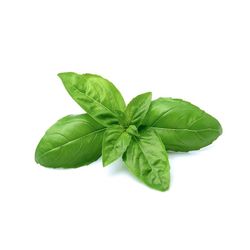 Aufabrega "Pesto" M-14