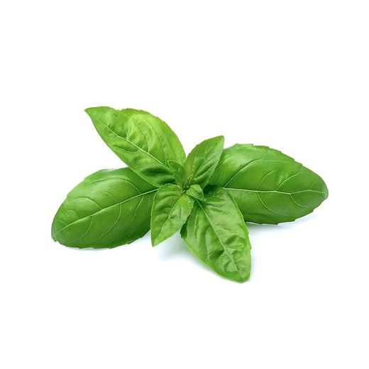 Aufabrega "Pesto" M-14