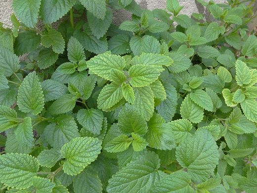 Menta Suaveolens M-13
