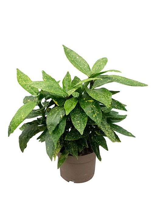 AUCUBA JAPONICA C-3 LT 20/25