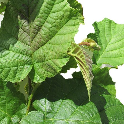 AVELLANO NEGRETA TARRAGONA Corylus avellana 6/8 C-25