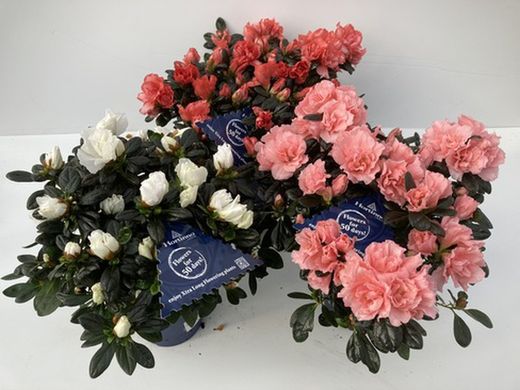 AZALEA HORTINO MIX  COLECCION C-13/25