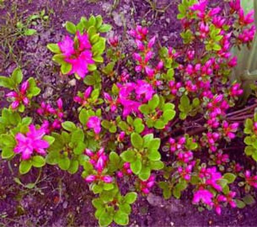 Azalea Japonica 5 Lt. Extra