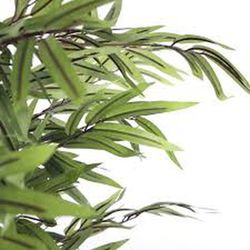 Bambú verde en maceta de plástico H210XD90CM