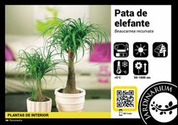 Beaucarnea ( nolina )  t-30 3p