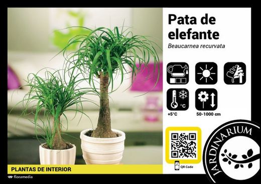 Beaucarnea ( nolina )  t-30 3p