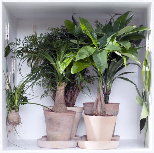 Beaucarnea ( nolina )  t-30 3p