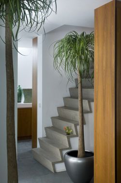 Beaucarnea ( nolina )  t-30 3p