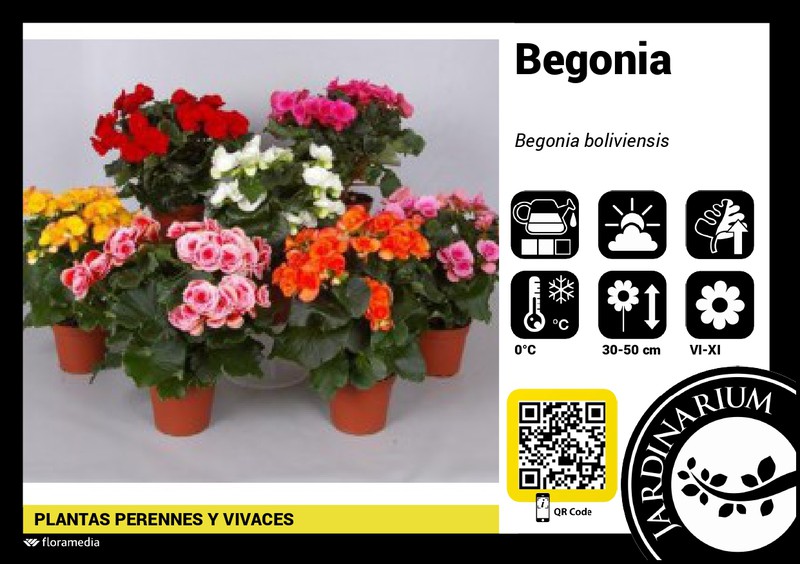 Begonia betulia m-19/25 cm. — GUAL | Garden Online