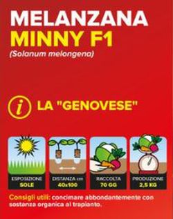 Berenjena Genovese 6 Plantas En Pack