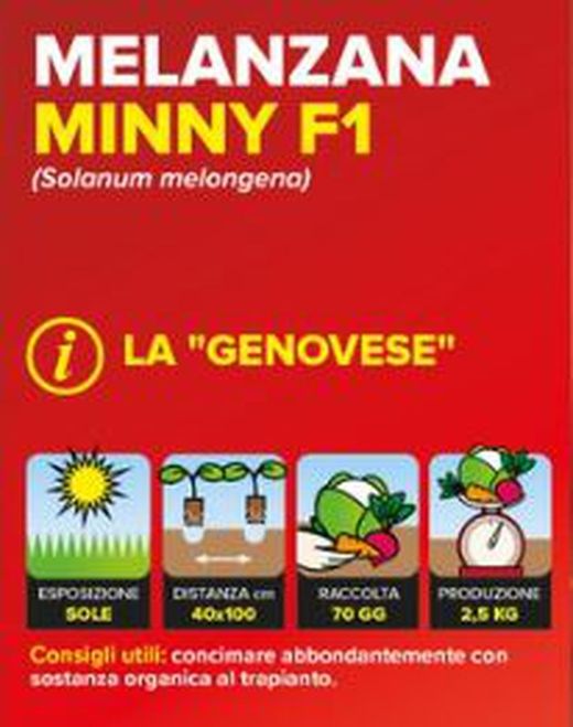 Berenjena Genovese 6 Plantas En Pack
