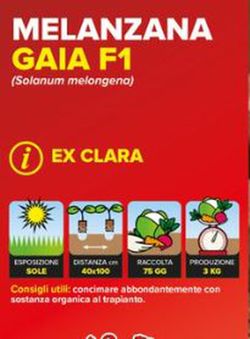 Berenjena Planca Clara 6 Plantas En Pack