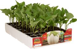 Berenjena Planca Clara 6 Plantas En Pack