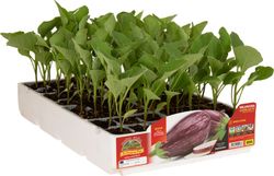 Berenjena Rayada Lucilla F1  6 Plantas en Pack