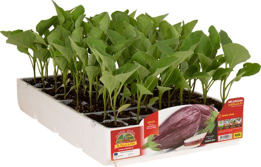 Berenjena Rayada Lucilla F1  6 Plantas en Pack
