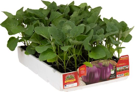 Berenjena Redondoa Beatrice 6 Plantas en Pack