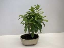 Bonsa  7 años duranta repens