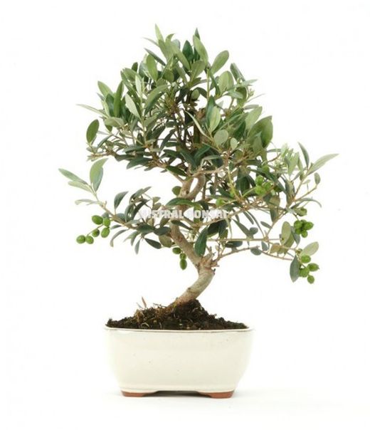 Bonsai 8 años Olea europea