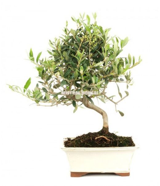 BONSAI 10 AÑOS OLEA EUROPEA
