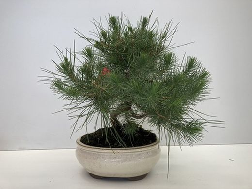 Bonsai 10 años pinuns halepensis