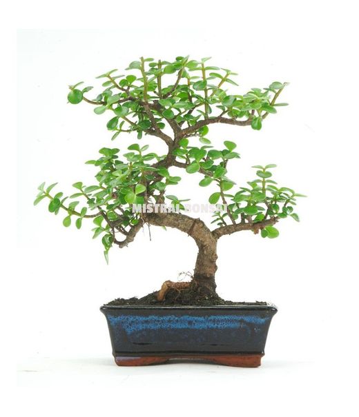 Bonsai 10 años Portucalaria afra