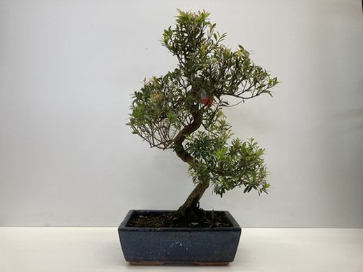 Bonsai  10 años syzigium buxifolium