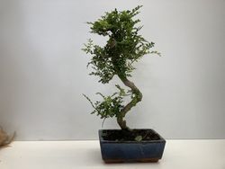 BONSAI 10 AÑOS ZANTHOXILUM PIPERITUM