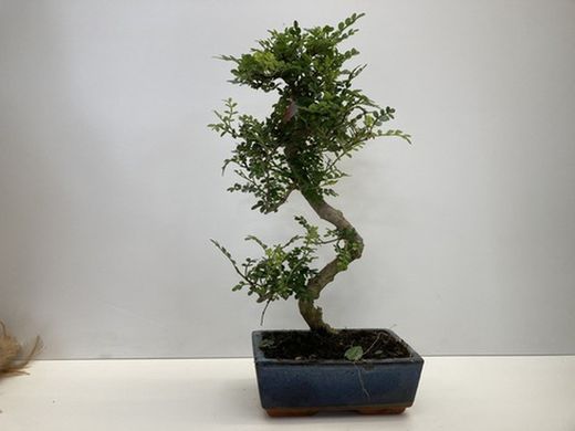 BONSAI 10 AÑOS ZANTHOXILUM PIPERITUM