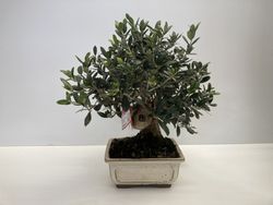 PRE-BONSAI 12 AÑOS JUNIPERUS CHINENSISI