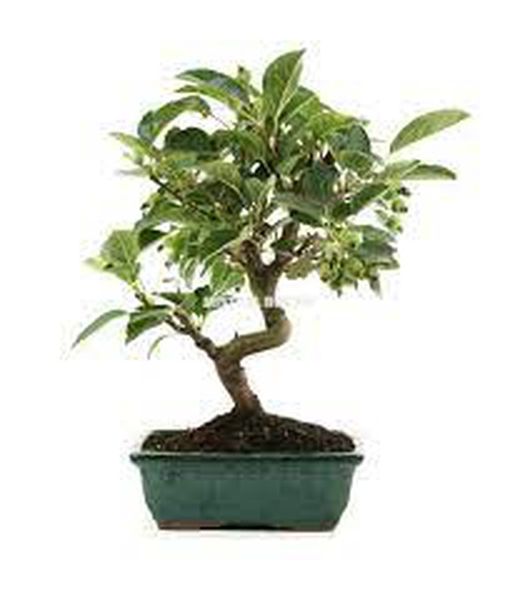 PRE-BONSAI 12 AÑOS JUNIPERUS CHINENSISI