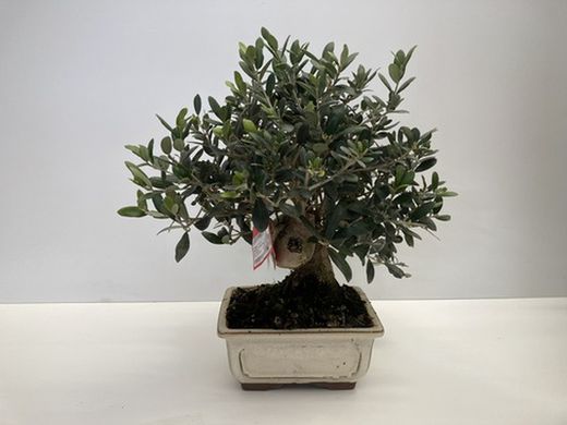 bonsai 12 años olea europaea