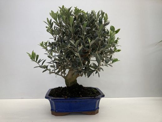 BONSAI 12 AÑOS OLEA EUROPEA - OLIVERA
