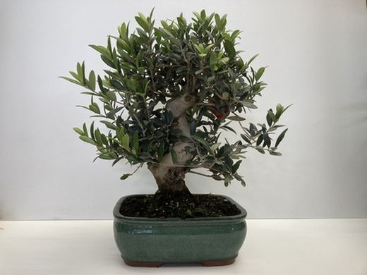 Bonsai 16 años olea europea