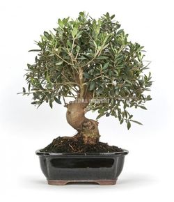 Bonsai 17 años Olea europea