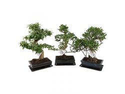 Bonsai 17 años Olea europea