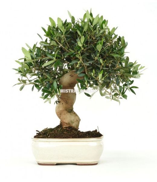 Bonsai 18 años Olea Europea