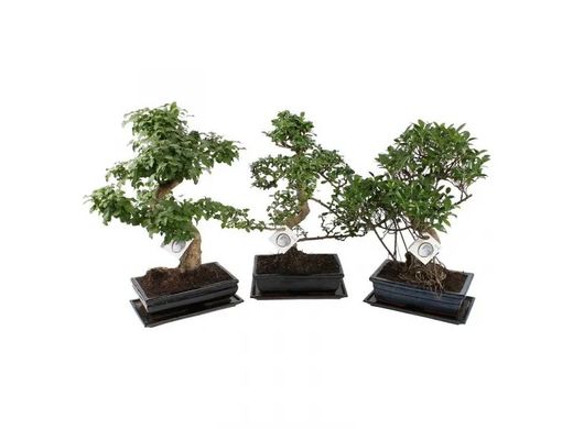 Bonsai 18 años Olea Europea