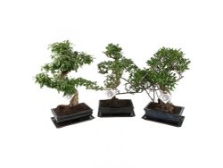 Bonsai 18 años Olea Europea