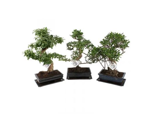 Bonsai 18 años Olea Europea