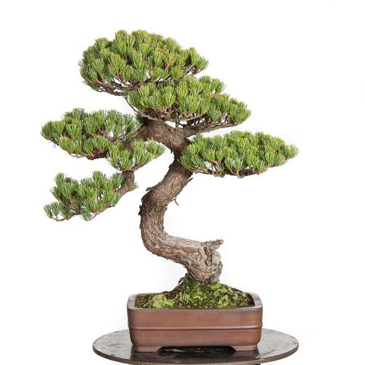 BONSAI 22 AÑOS PINUS PENTAPHYLLA