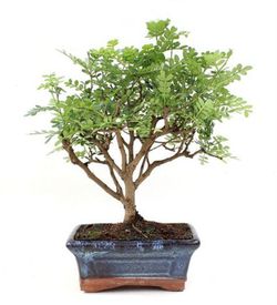 Bonsai 5 años zanthoxilum piperitum