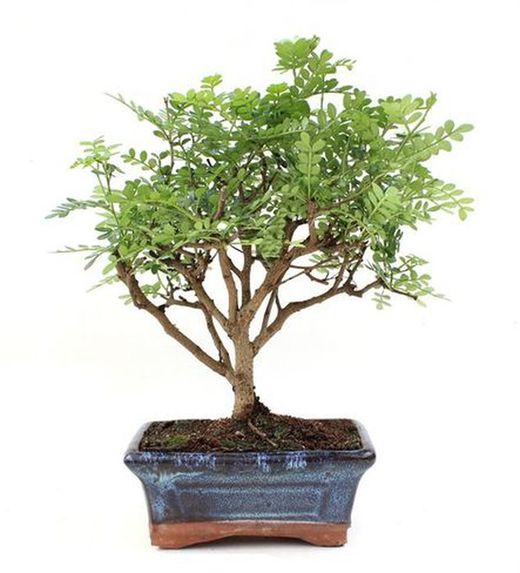 BONSAI 5 AÑOSFICUS RETUSA